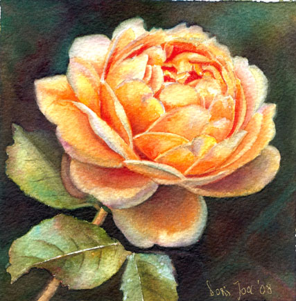 Posted in flower: Rose painting, medium: watercolor | Tagged David Austin, 