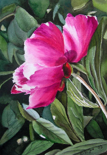 pink-peony5x72