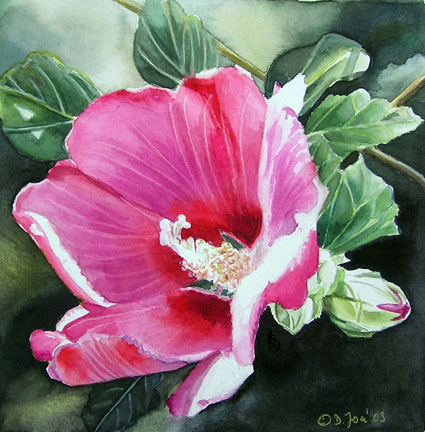 Pink Hybiscus, small flower watercolor painting 6x6 inch by Doris Joa