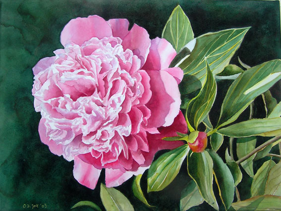 Pink Peony - flower watercolor painting, Rosa Pfingstrose - Blumen Aquarellgemälde