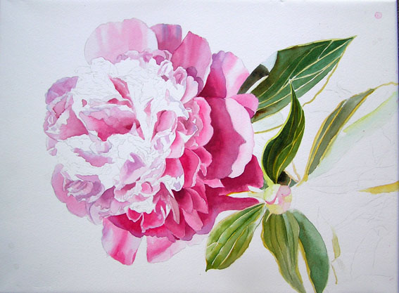 Pink Peony in watercolor - work in progress