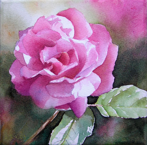 Pink Rose in Watercolor, Rosa Rose in Aquarell