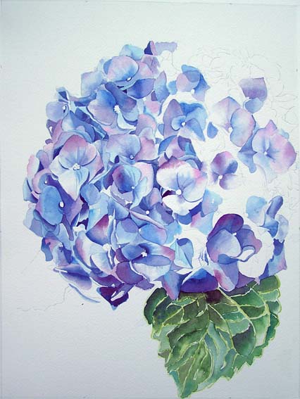 Blue Hydrangea - work in progress - Original watercolor painting by Doris Joa