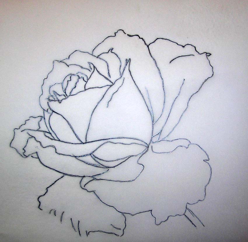 Click on this link for the Drawing of the White Rose