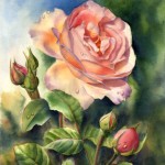 'After the Rain' - Watercolor Rose Painting on 140 Lb hot pressed Arches watercolor paper by Doris Joa