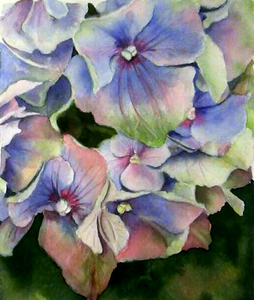 Paint multicoloured petals of a Blue Hydrangea
