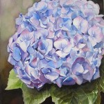 Blue Hydrangea - Watercolor Flower Painting by Doris Joa