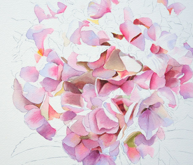 Pink Hydrangea - Watercolor Painting- Work in Progress