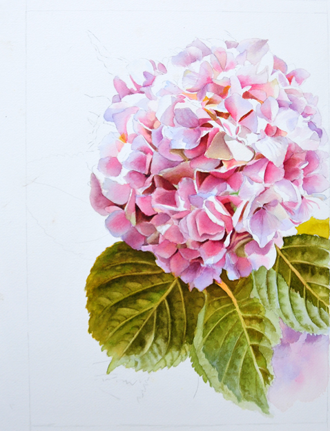 Watercolor Painting of Pink Hydrangea by Doris Joa - Work in Progress