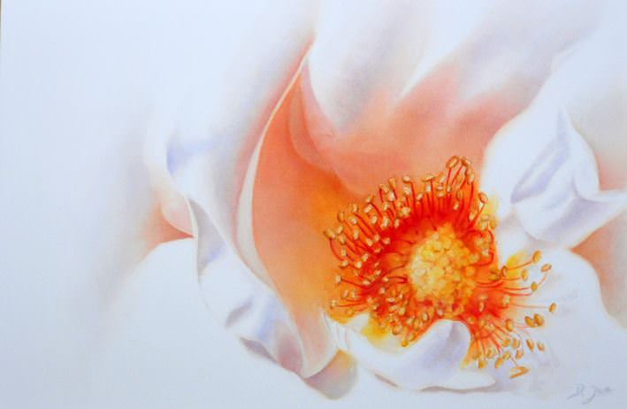 Painting the beauty of a rose, make the stamens the focal point of a white rose