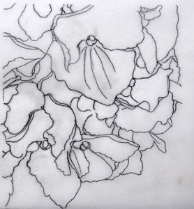 Drawing Hydrangea