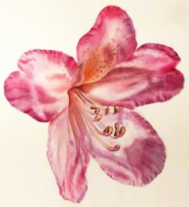 Rhodie-finished