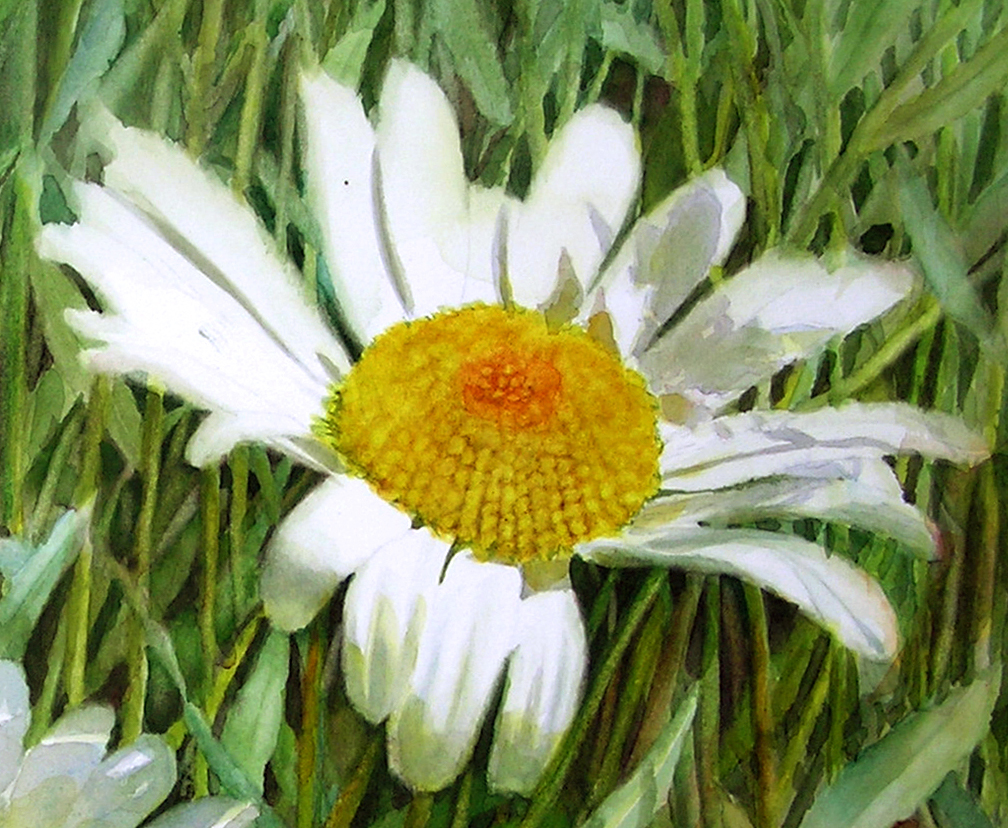 Center of a white realistic daisy as watercolor dvd and online lesson