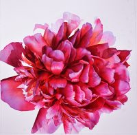 How to paint flowers - WIP of a Pink Peony Flower Painting by Doris Joa in watercolor
