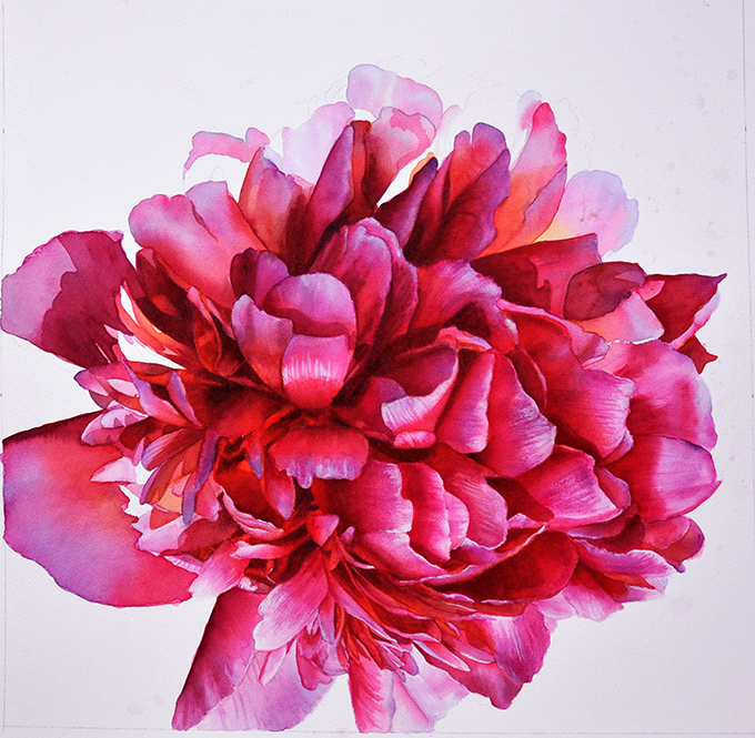 Work in Progress of a pink purple Paeony Flower Painting in Watercolor by Doris Joa