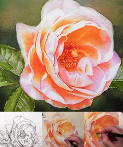 Video Online Lesson on how to paint a glowing Renaissance Rose - Rose Bonita in watercolor