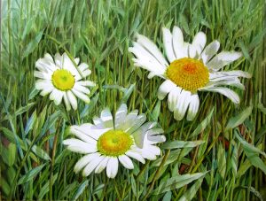 Painting of white realistic daisies in watercolor