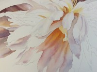 How to paint flowers - make your flowers glowing - Work in progress of a white peony in watercolor by Doris Joa
