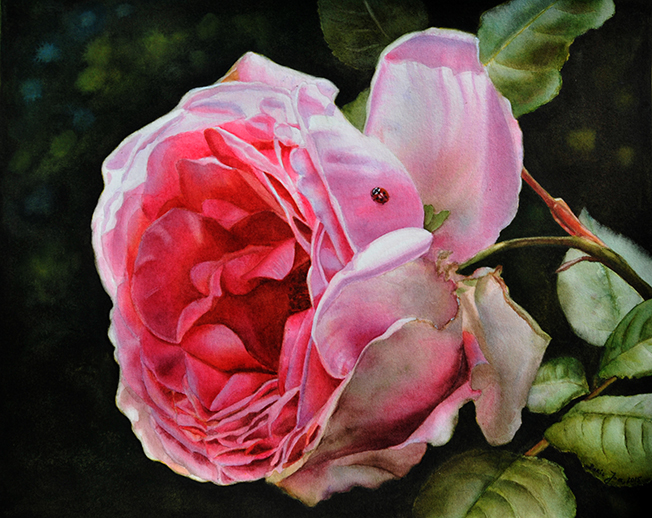 Rose with Ladybug - Pink Rose Painting - Watercolor painting of realistic roses by Doris Joa