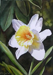 Single white daffodil, small watercolor flower painting