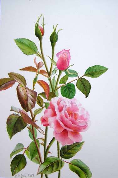 How to paint a pink rose in watercolor, Free tutorial by Doris Joa