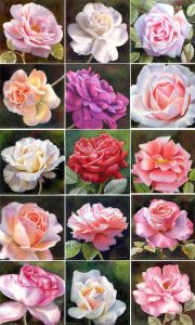 Collection of rose paintings of garden roses, elegant roses in watercolor