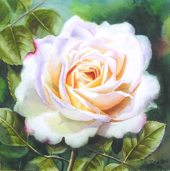 White Rose painting for Watercolor DVD Watercolor & Oil Paintings of