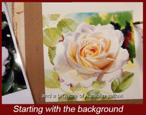 Add the background to your white rose. DVD Watercolor Lesson on painting roses