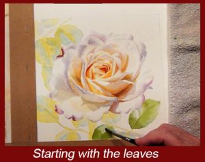 Start with painting your leaves, each step is explained, watercolor dvd lesson