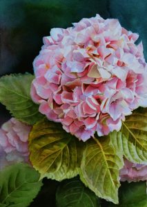 Pink Hydrangea Painting in Watercolor by Doris Joa