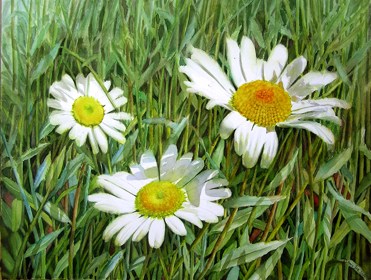 White Daisies