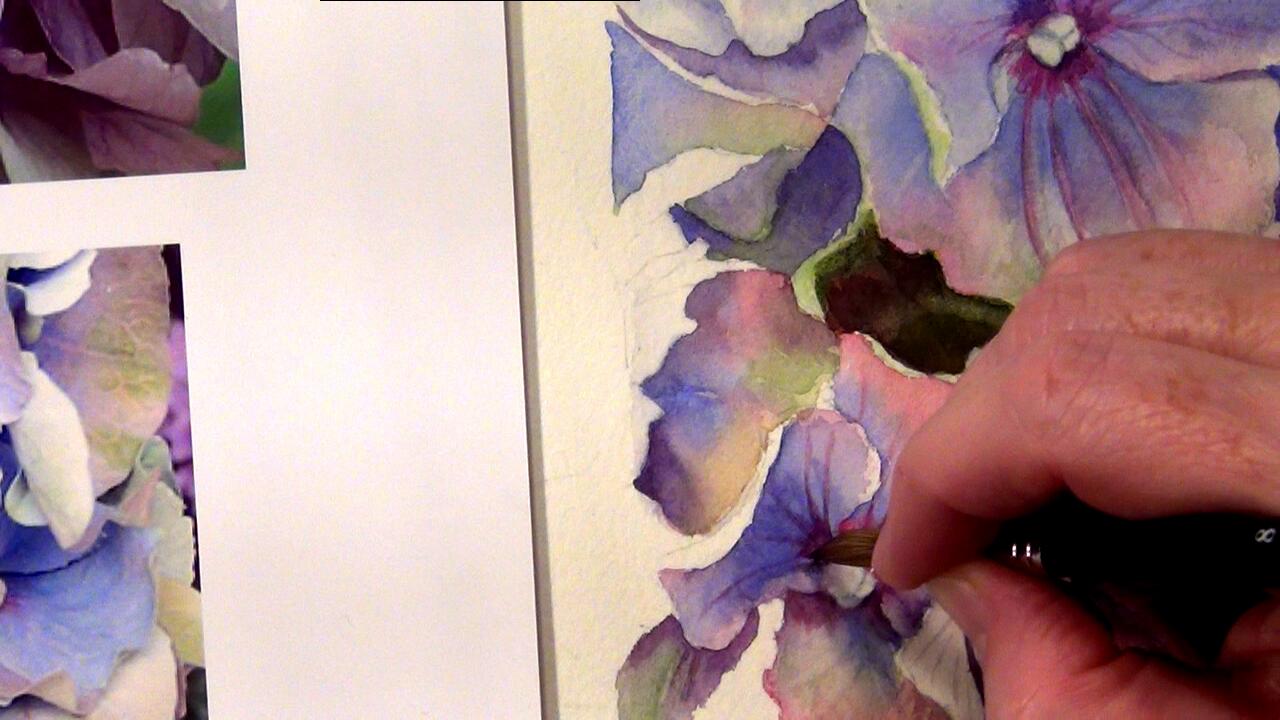 Painting the multi coloured petals of a Blue Hydrangea