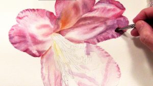 Work in Progress of a Pink Rhododendron in watercolor - available as online lesson