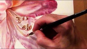Paint the stamens of a Pink Rhodendron