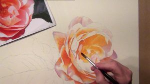 painting the glowing orange rose - each step is explained - watercolor dvd and online video lesson