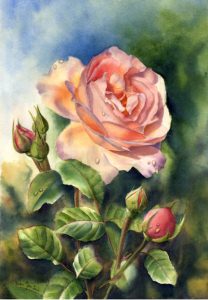 Peach coloured beautiful rose watercolor painting