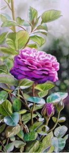 The beautiful purple and pink Heidi Klum Rose painted in watercolor