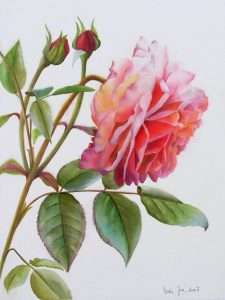 Botanical Rose Painting of a pink glowing rose in watercolor