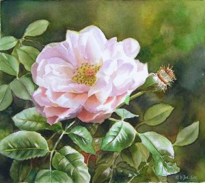 Watercolor Painting of Garden roses - white and pink with leaves and background in watercolor