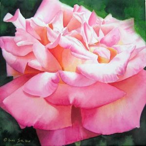 Single Rose Painting in pink on watercolor canvas with many petals - Rose Painting