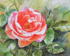 Stunning garden rose with atmosphere painted in watercolor