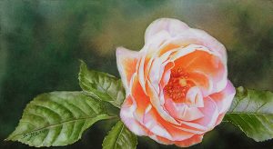 Glowing orange rose painted as a watercolor lesson on dvd instruction in watercolor