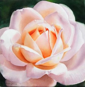 Portrait of a stunning beautiful peach and white coloured rose - Rose Painting in Watercolor