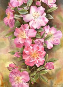 Rose Painting with many pink roses painted as a step-by-step-demonstration in watercolor