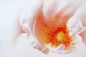 Elegant white Rose Painting, close up of the inner beauty with stamens in watercolor - painted roses