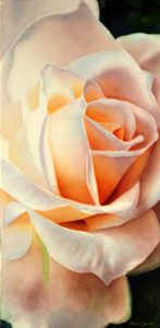 Stunning realistic white Rose Painting in Watercolor