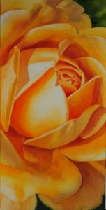 Close up of a beautiful yellow Rose Painting of DAvid Austin's Rose Golden Celebration in watercolor