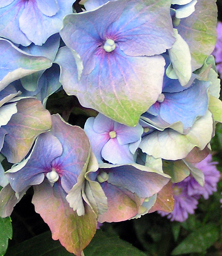 Reference photo for the blue Hydrangea watercolor online lesson