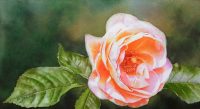 finished painting of the glowing Rose Bonita Renaissance with atmospheric background for the watercolor dvd and online video lesson