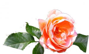 Reference photo of the glowing orange rose for the watercolor dvd and online video lesson